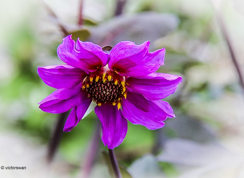 Dahlia-Magenta Star.JPG