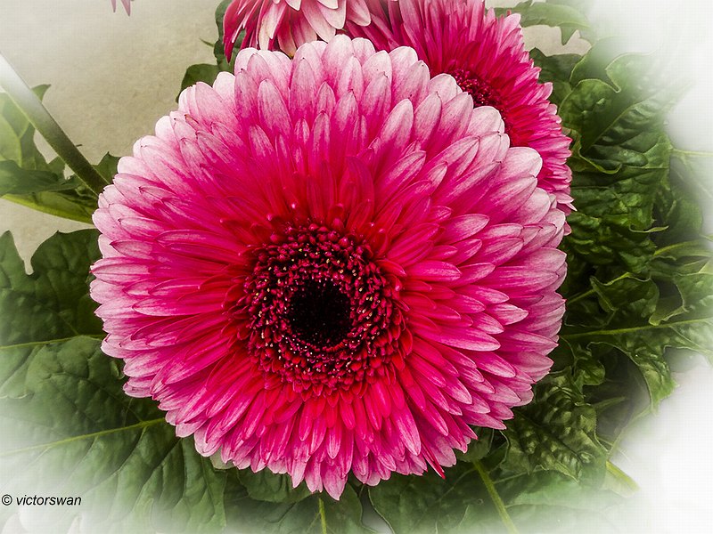 Gerbera.JPG