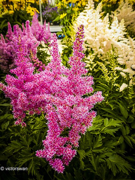 Astilbe.JPG