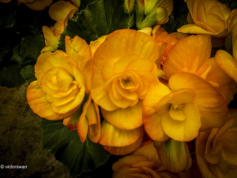 Begonia.JPG