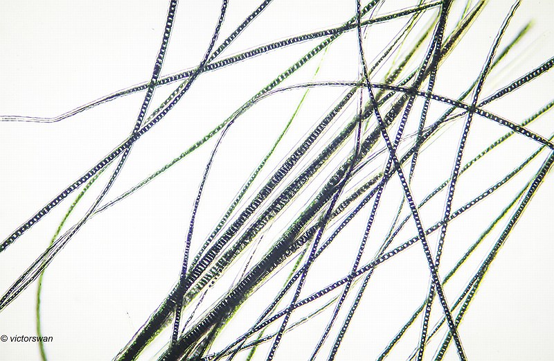 Europese mol-Talpa Europaea.JPG