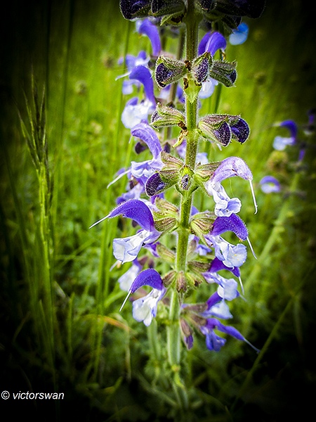 Veldsalie - Salvia pratensis.JPG