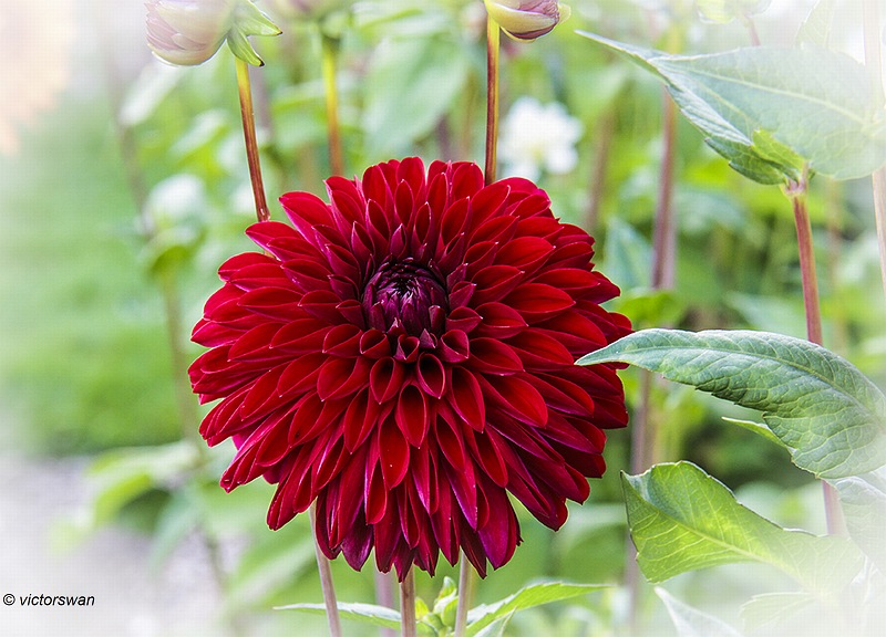 Dahlia-Jowey Rita .JPG