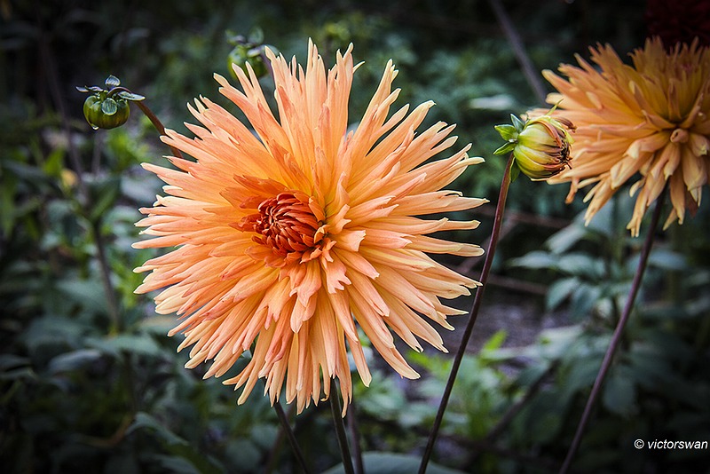 Dahlia-Mme Clement Andries .JPG