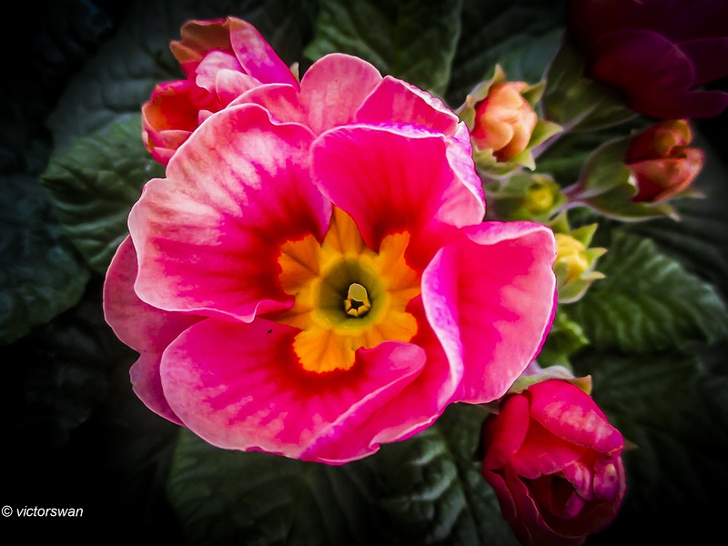 Primula.JPG