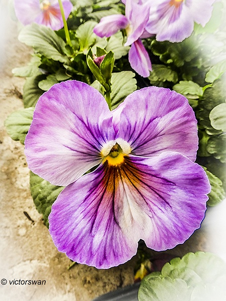 Violet .JPG