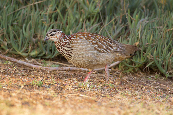 Crested Francolin