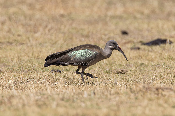 Hadada Ibis