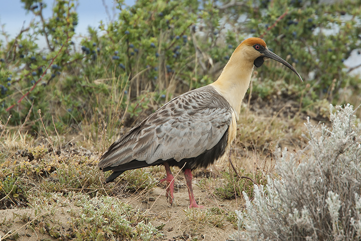 Black-faced Ibis 