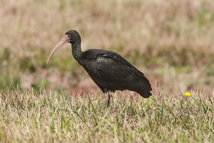 Bare-faced Ibis