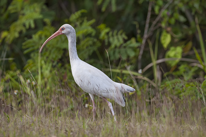 American White Ibis