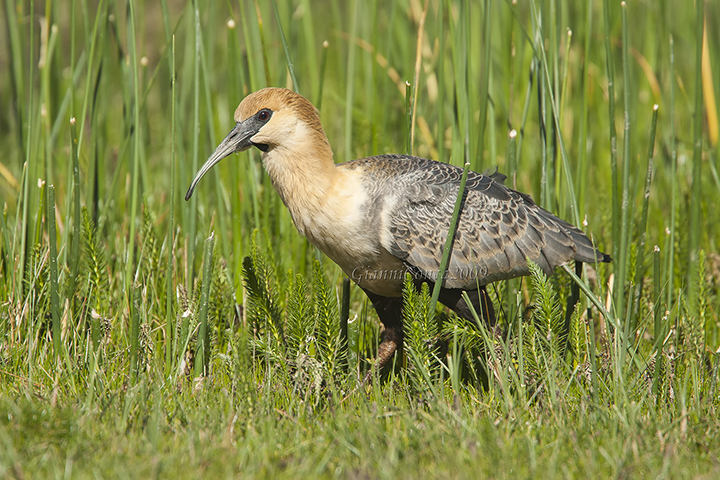 Black-faced Ibis 