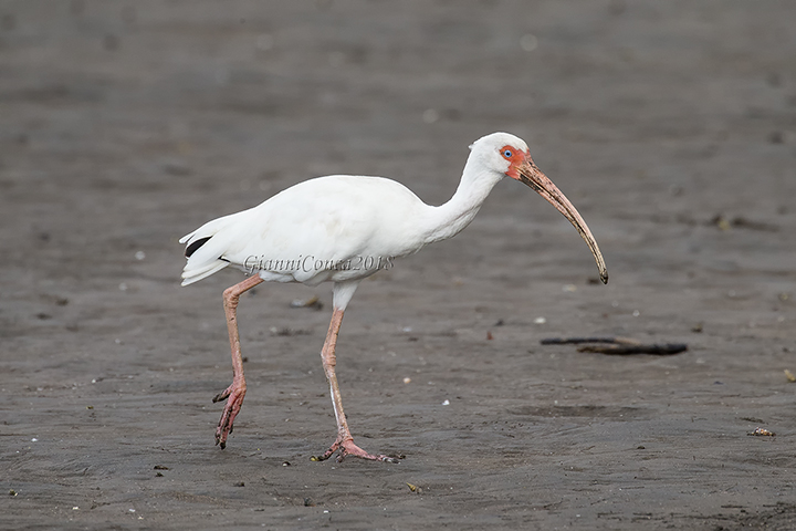 American White Ibis