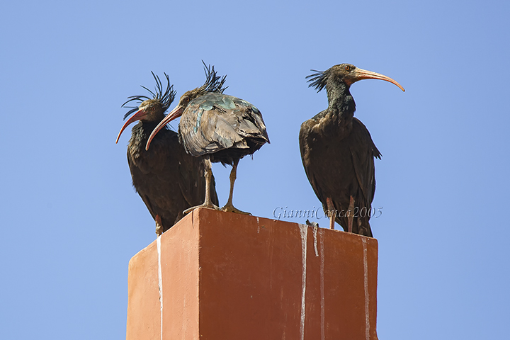 Northern Bald Ibis