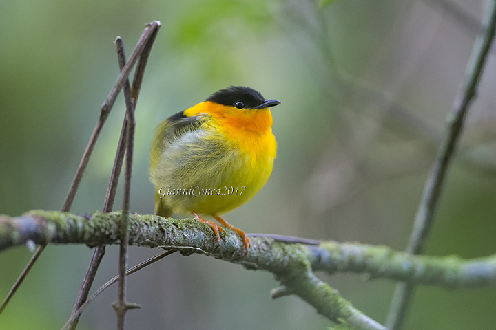 Orange-collared Manakin