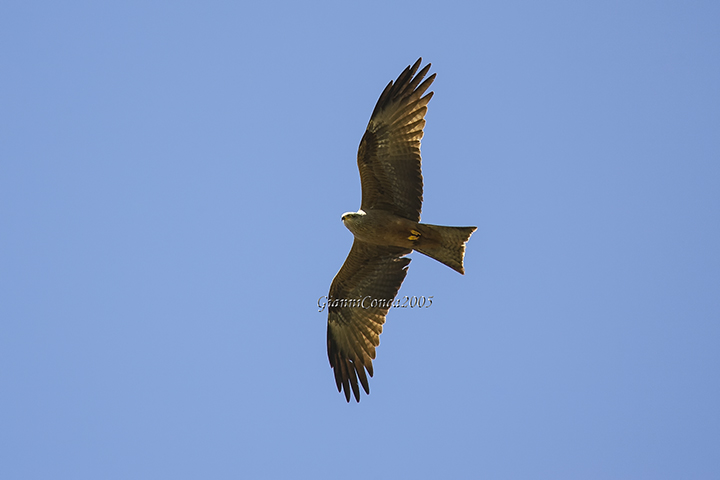 Black Kite