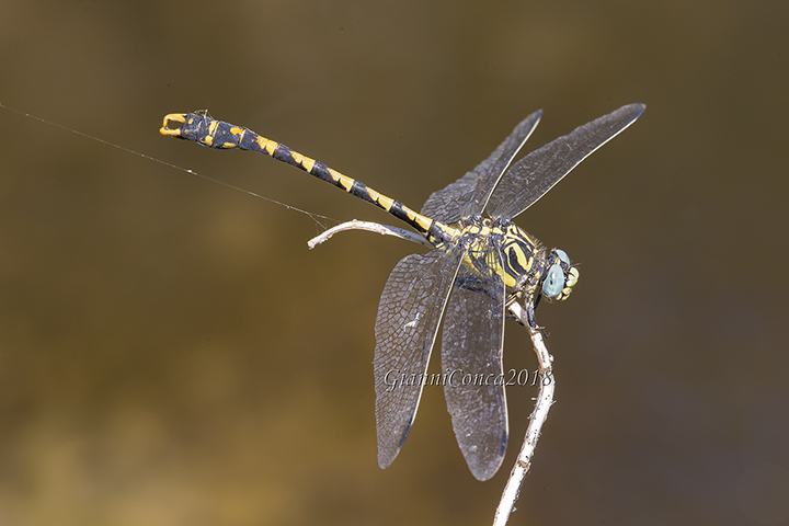 Onychogomphus uncatus  (m.)