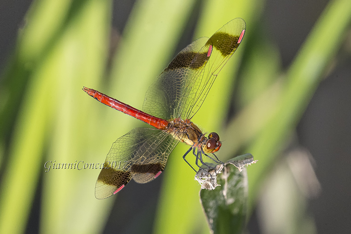 Sympetrum pedemontanum (m.)