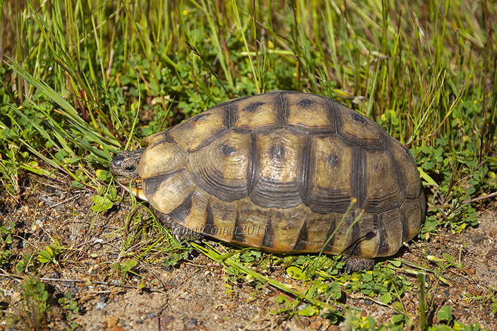  South African Bowsprit Tortoise