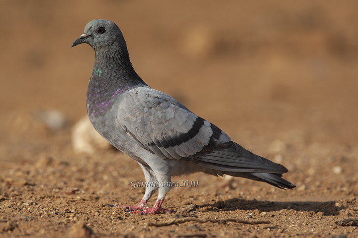 Common Pigeon