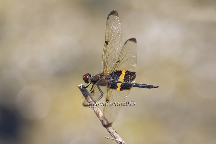 Yellow-barred Flutterer (m.)