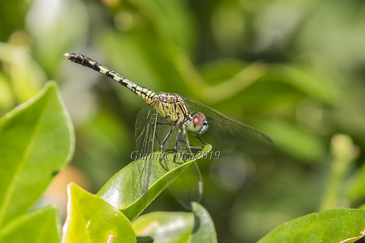 Yellow Striped Hunter