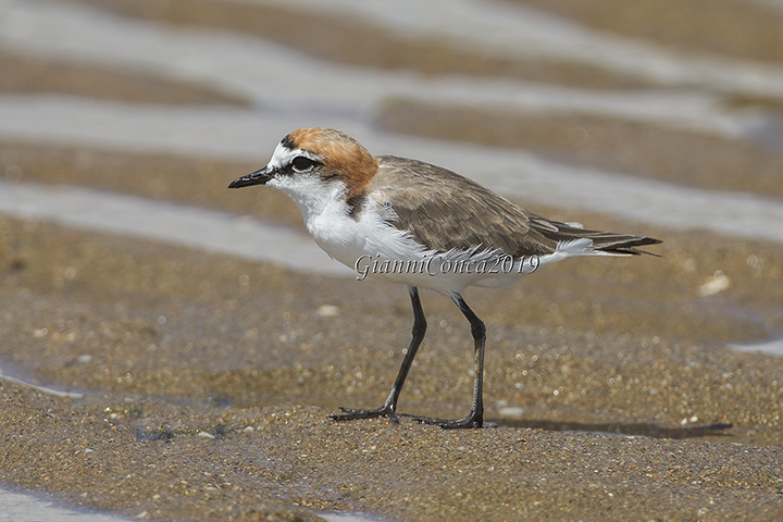 Red-capped Plover