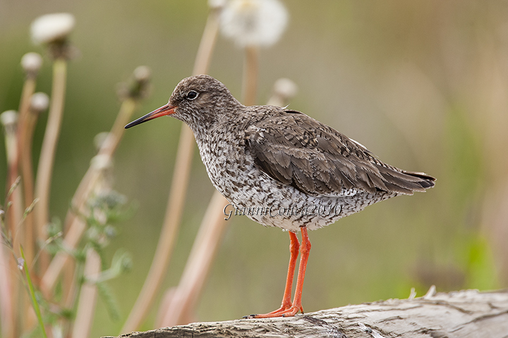 Common Redshank