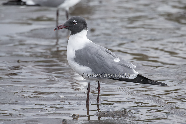 Laughing Gull