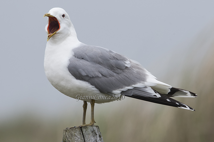 Common Gull