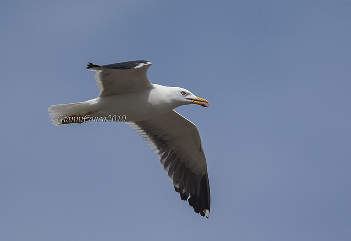 Lesser Black-backed Gull  