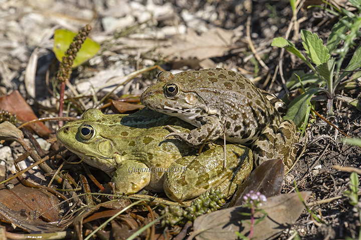 Pelophylax ridibundus (cp.)