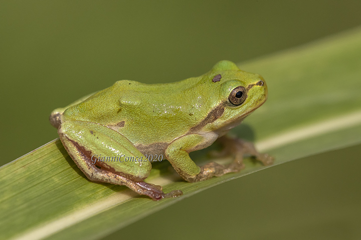 Hyla intermedia perrini
