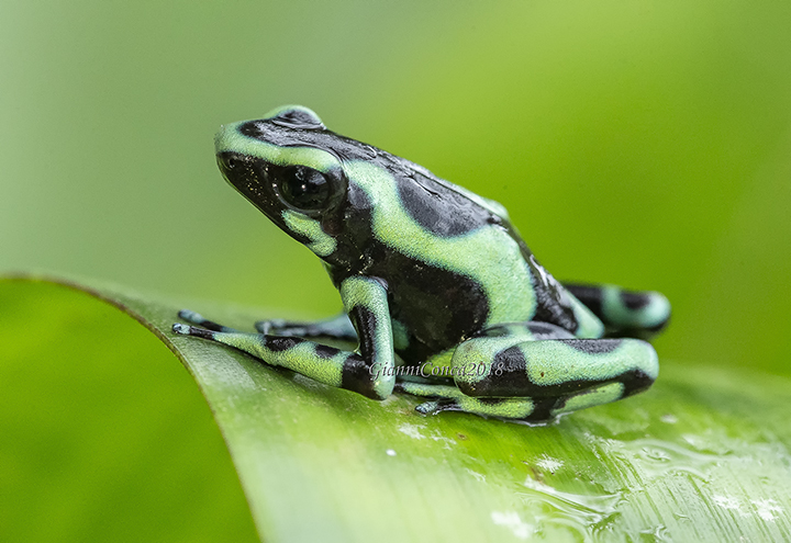 Dendrobates auratus