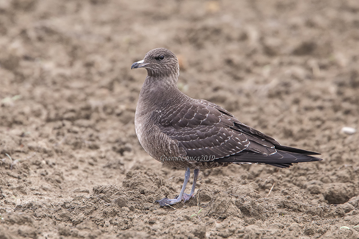 Parasitic Jaeger (juv.)