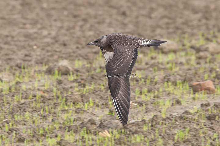 Parasitic Jaeger (juv.)
