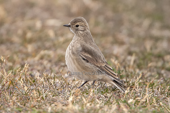 Short-billed Miner