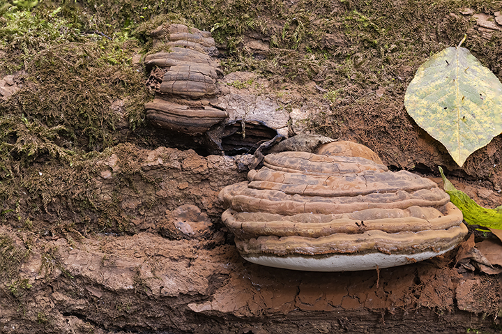 Ganoderma applanatum