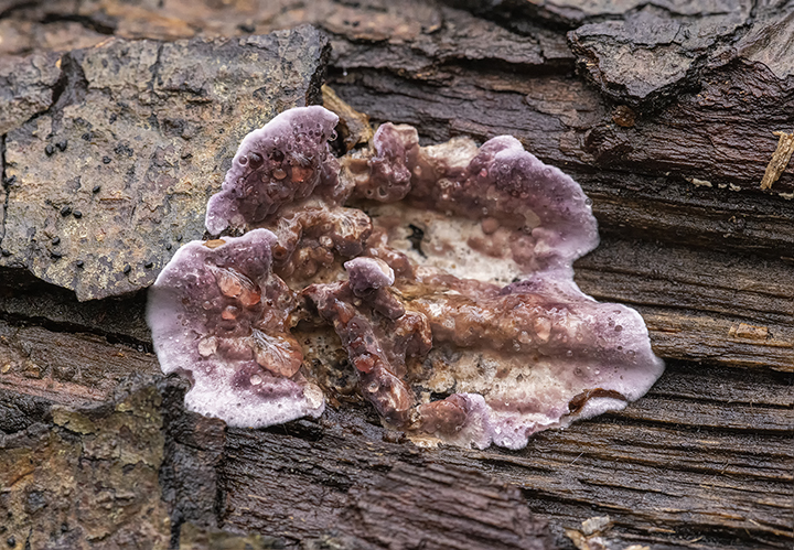 Chondrostereum purpureum