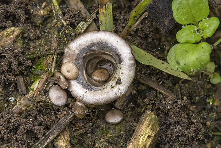 Cyathus olla