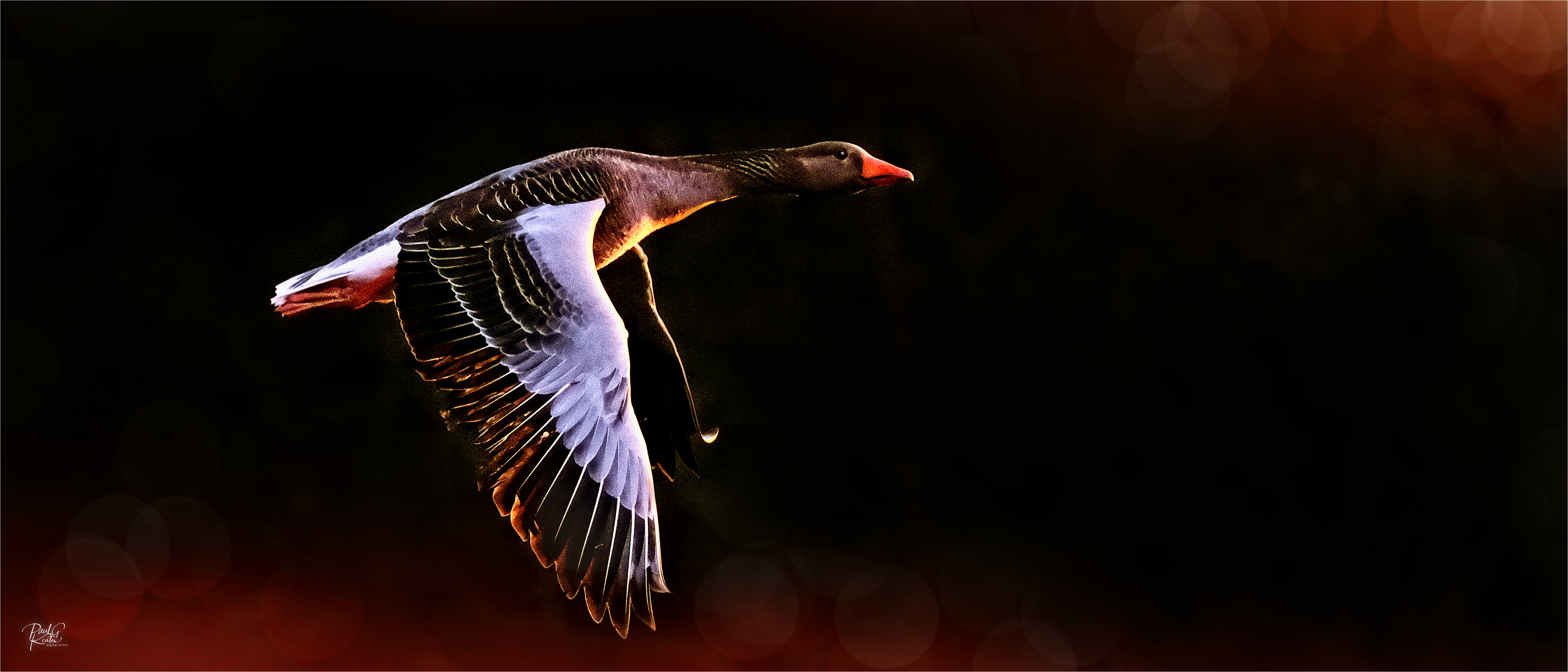 Off to Roost.jpeg