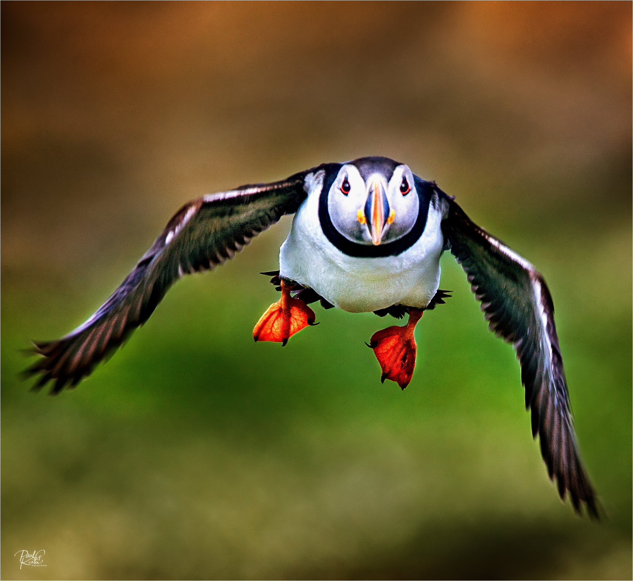 Off to Catch Lunch.jpeg