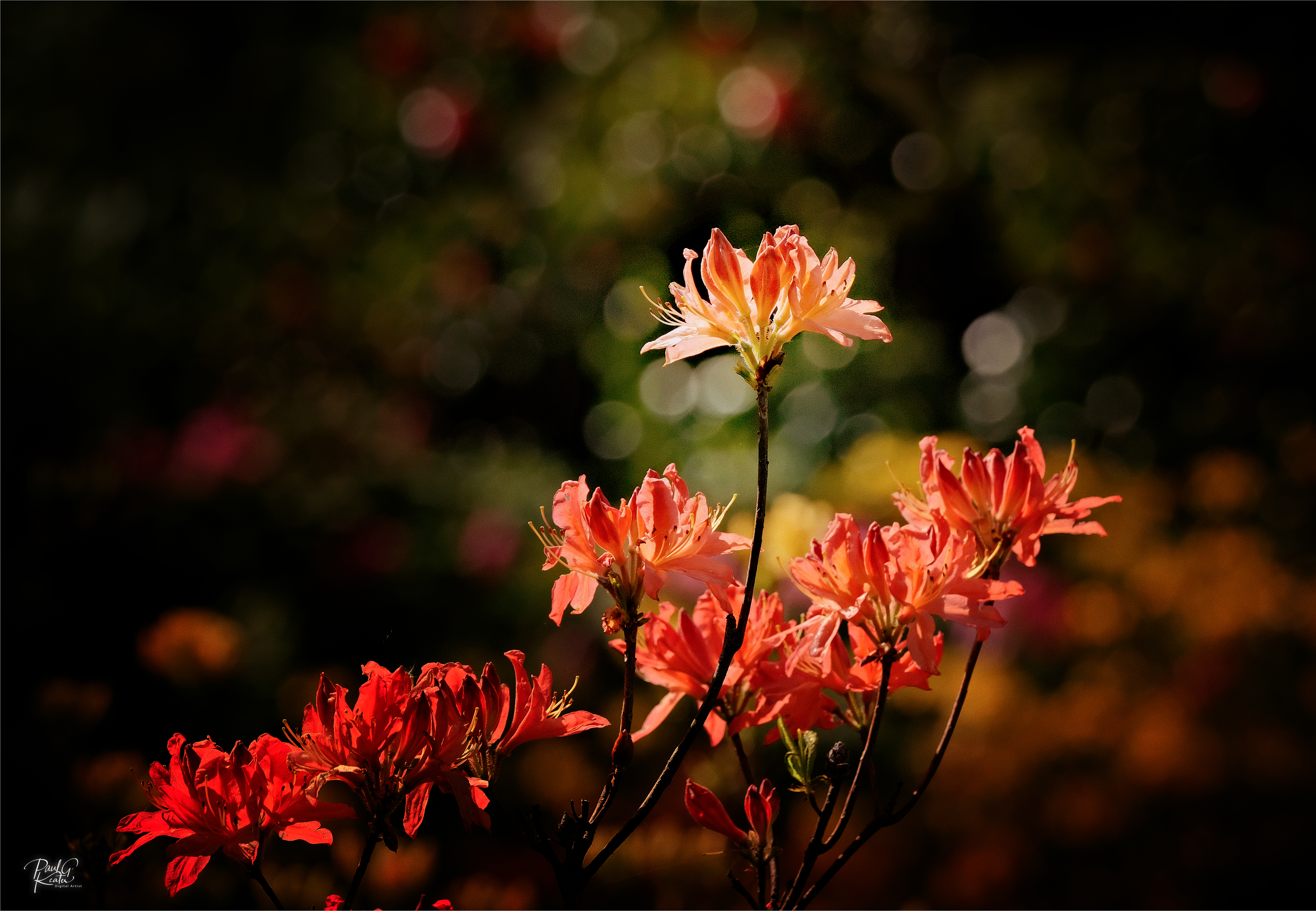 Stody Gardens.jpeg