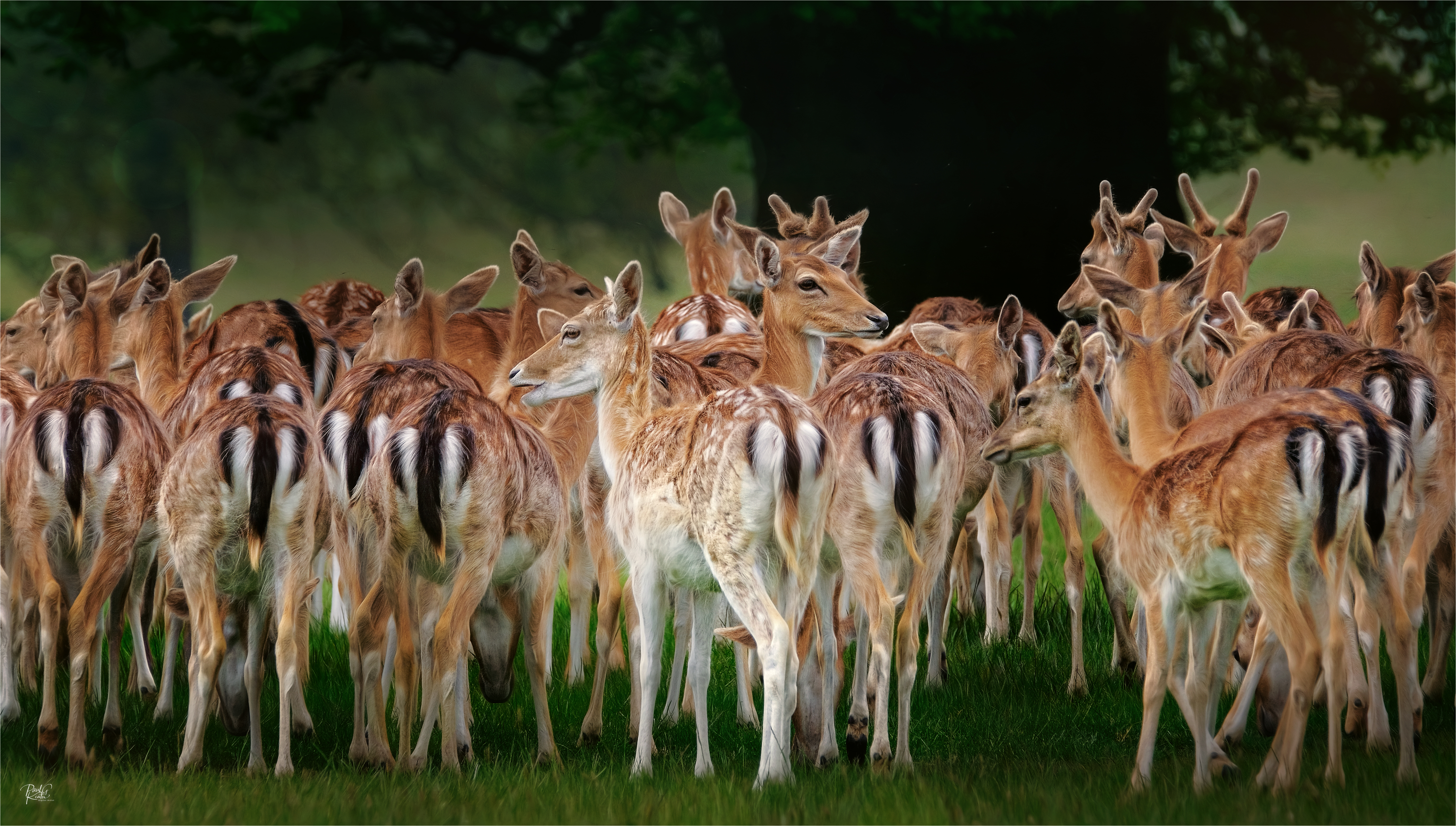 Deer Conference .jpeg