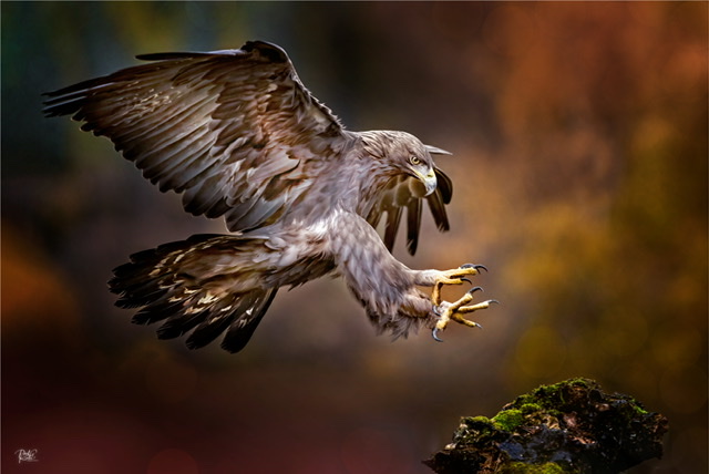 The Eagle is Landing.jpeg