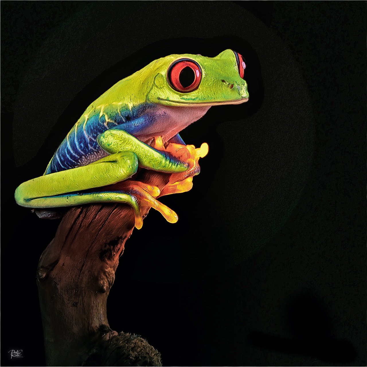 Costa Rica.jpeg