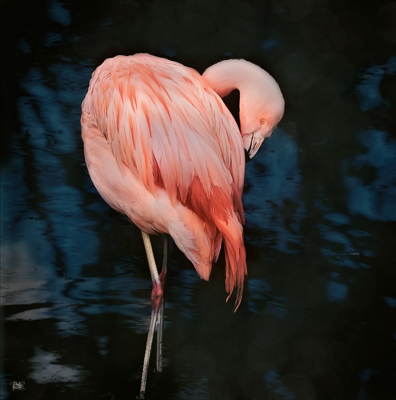 Preening.jpeg