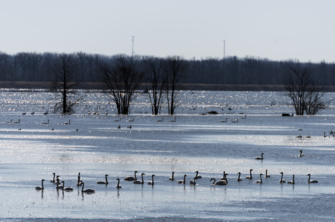 Trumpeter Swans