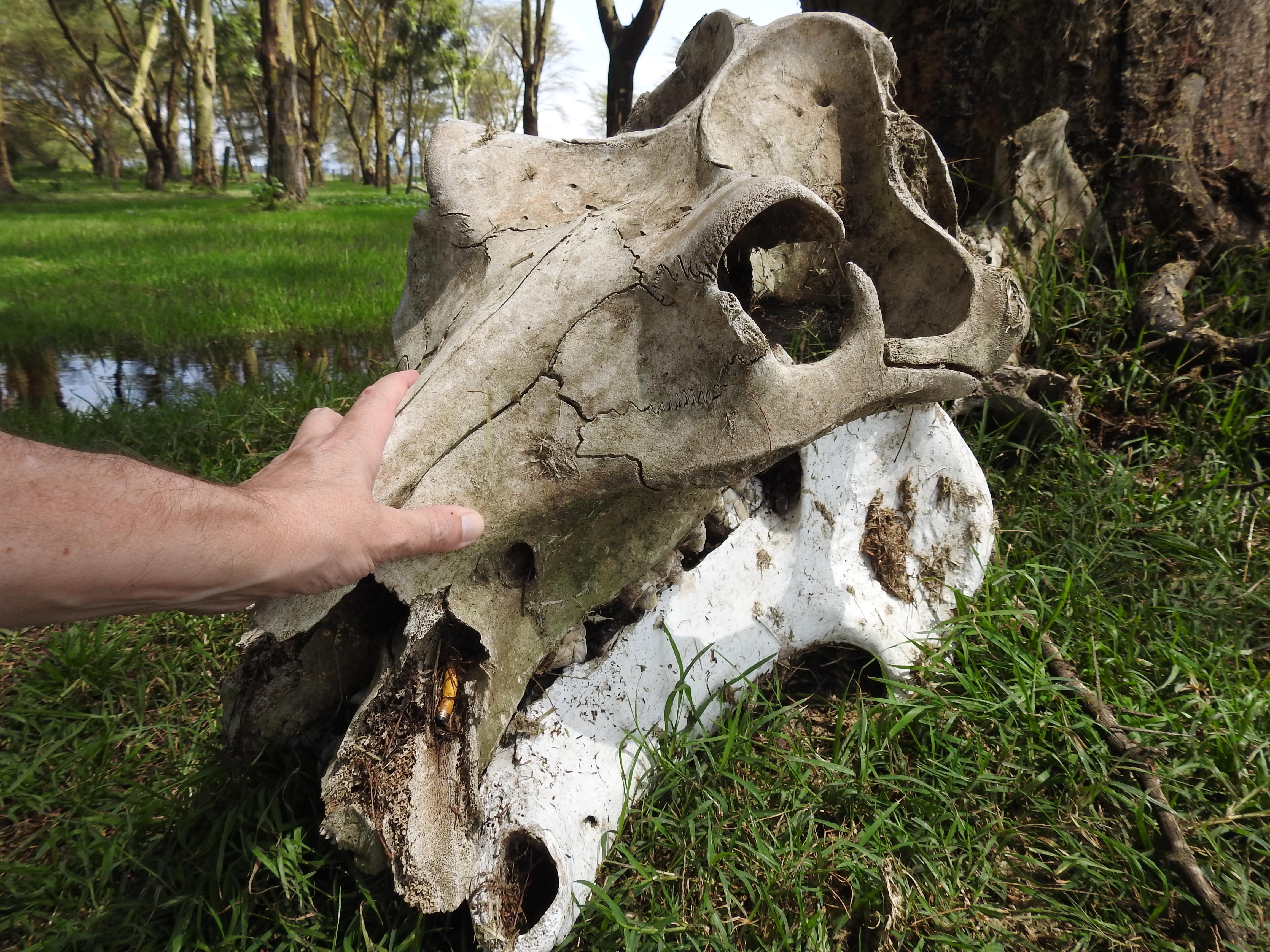 Unidentified skull