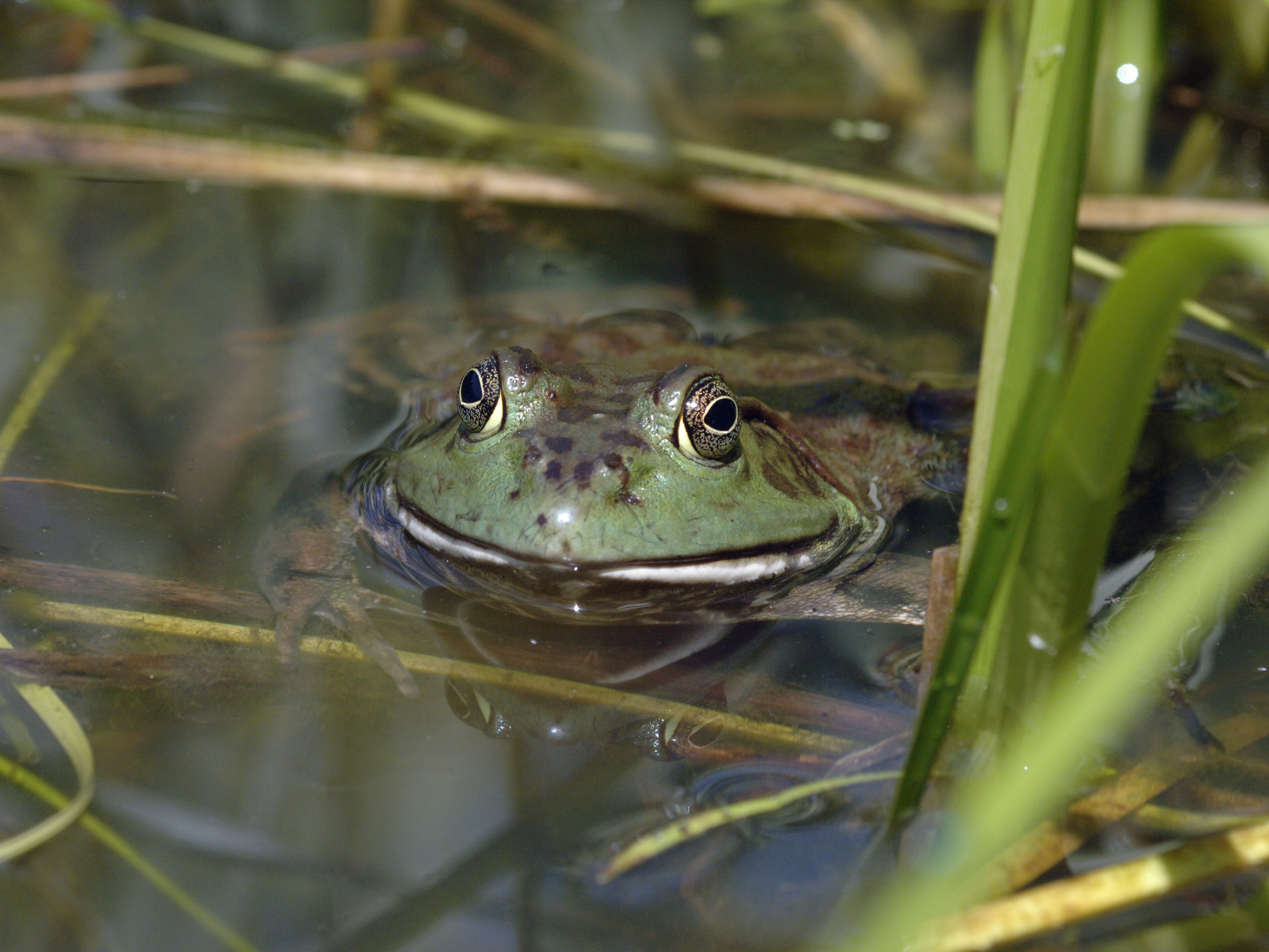 Bullfrog